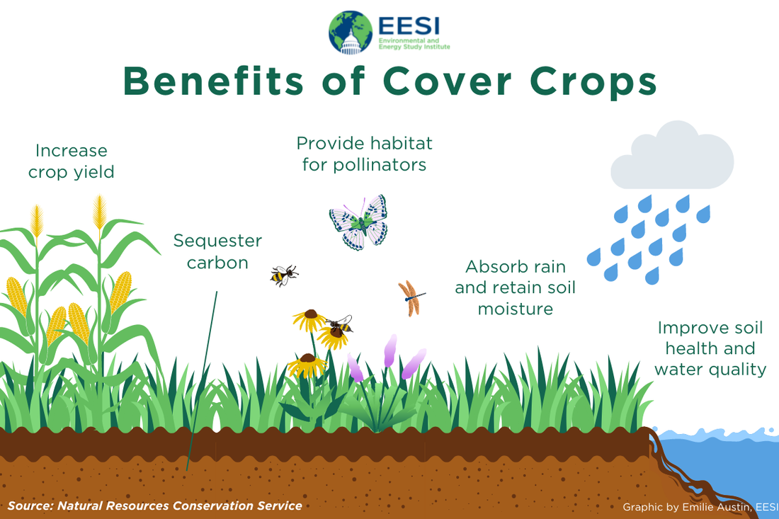 benefits of cover crops by EESI